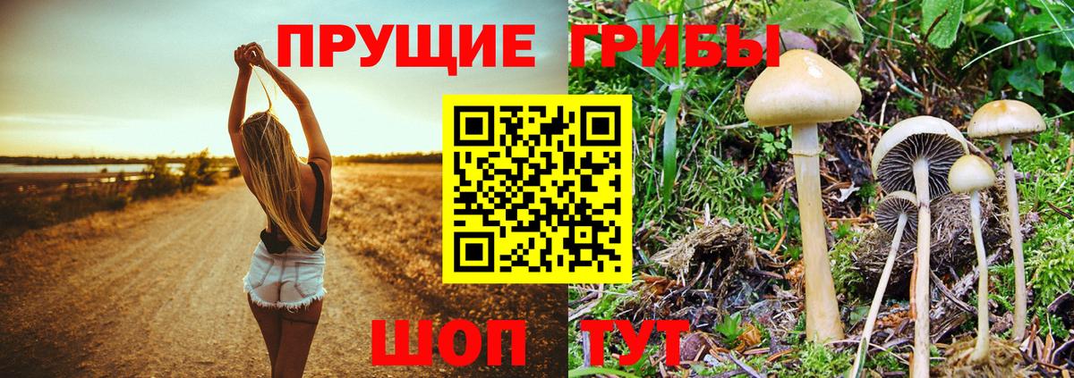 Псилоцибиновые грибы Psilocybine cubensis  Псилоцибиновые грибы ЛСД  Выкса  Вход с VPN 